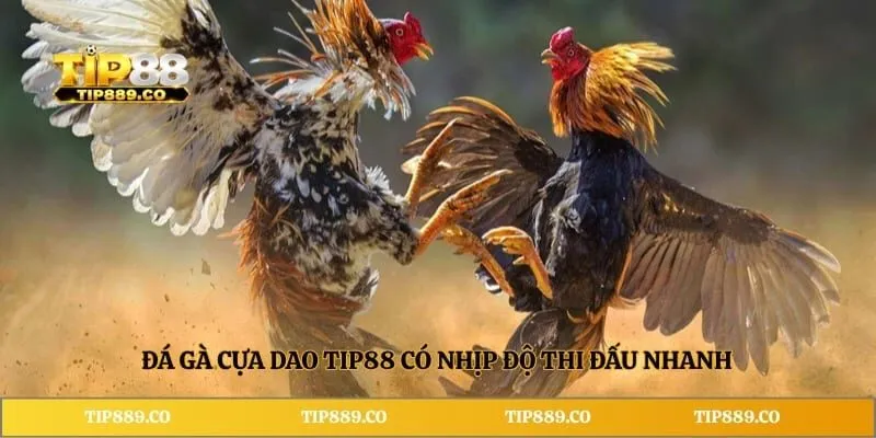 Đá gà cựa dao TIP88 có nhịp độ thi đấu nhanh