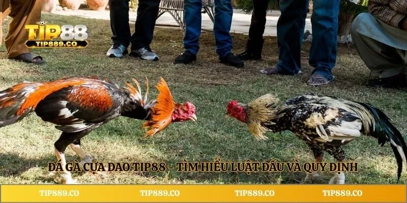Đá Gà Cựa Dao TIP88 - Tìm Hiểu Luật Đấu Và Quy Định