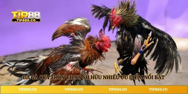 Đá Gà Cựa Tròn TIP88 - Đặc Điểm Và Luật Thi Đấu Cần Biết 2 Đá gà cựa tròn TIP88 sở hữu nhiều ưu điểm nổi bật