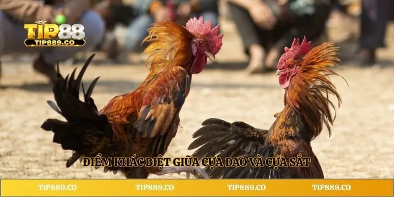 Điểm khác biệt giữa cựa dao và cựa sắt 