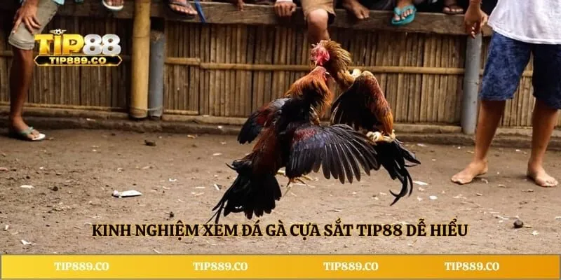 Đá Gà Cựa Sắt TIP88 - Luật Đấu Và Kinh Nghiệm Cần Biết 4 Kinh nghiệm xem đá gà cựa sắt TIP88 dễ hiểu