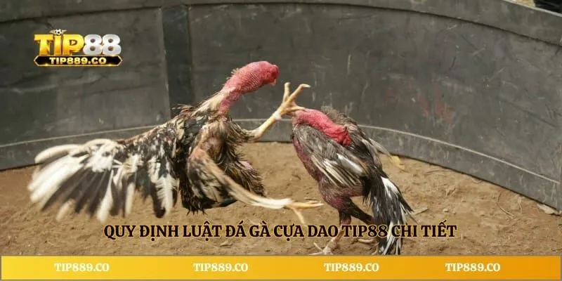 Quy định luật đá gà cựa dao TIP88 chi tiết
