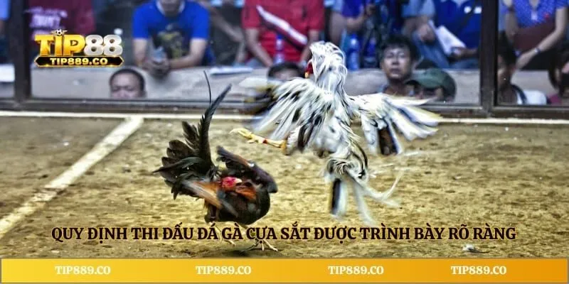 Đá Gà Cựa Sắt TIP88 - Luật Đấu Và Kinh Nghiệm Cần Biết 3 Quy định thi đấu đá gà cựa sắt được trình bày rõ ràng