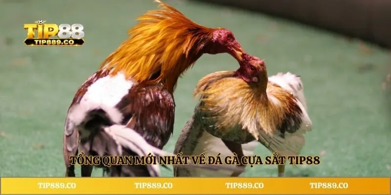 Đá Gà Cựa Sắt TIP88 - Luật Đấu Và Kinh Nghiệm Cần Biết 2 Tổng quan mới nhất về đá gà cựa sắt TIP88