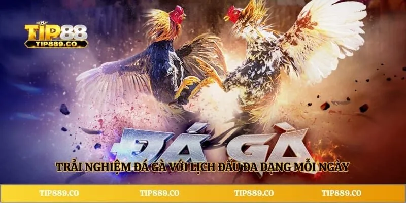 Trải nghiệm đá gà với lịch đấu đa dạng mỗi ngày