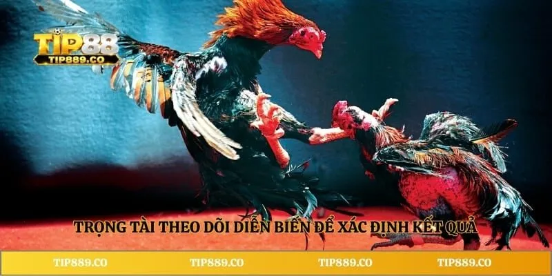 Đá Gà Cựa Tròn TIP88 - Đặc Điểm Và Luật Thi Đấu Cần Biết 4 Trọng tài theo dõi diễn biến để xác định kết quả